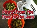 (7-30-2018) Pears From the Tree to the Jars (2 recipes)