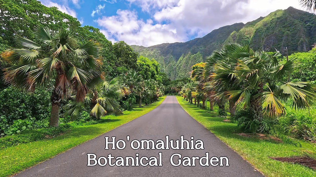 Driving Through Ho'omaluhia Botanical Garden | Oahu, Hawaii in 4K