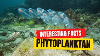 Phytoplankton Facts!