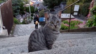 千光寺、階段付近が縄張りの野良猫卍