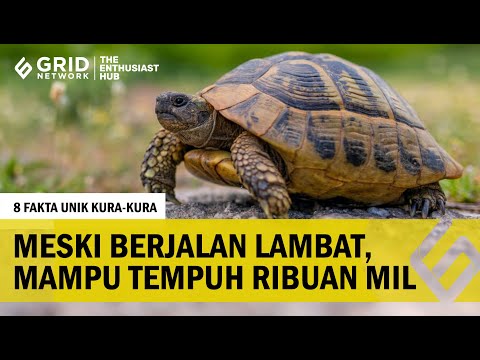 Video: Fakta menarik tentang penyu. Kemampuan unik kura-kura