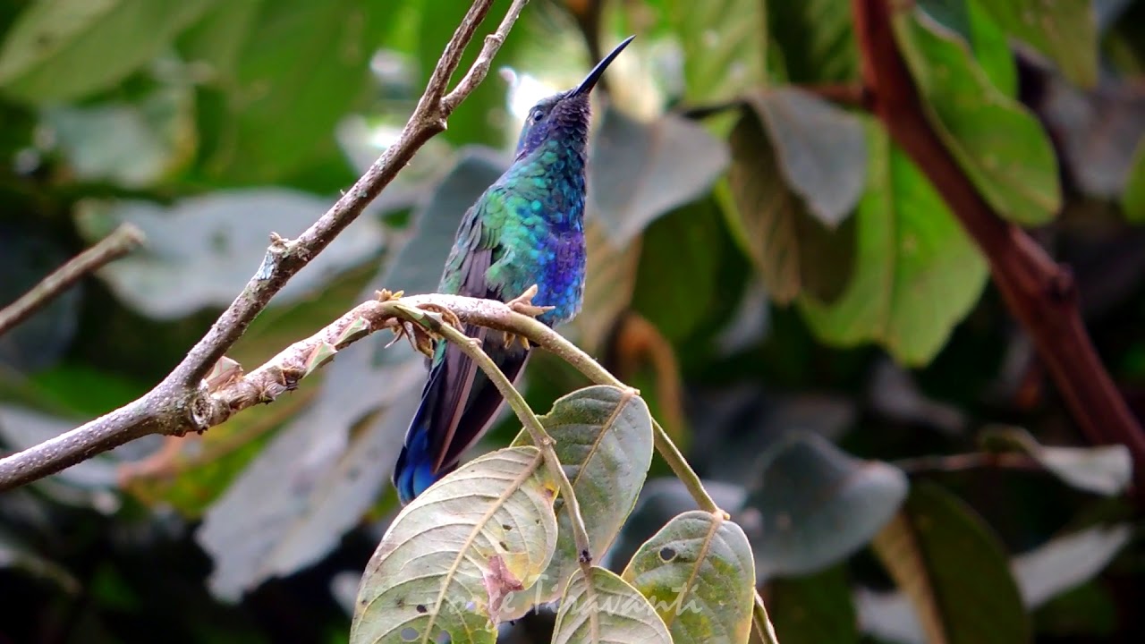 Colibri Rutilant Colibrí rutilante - Oxapampa - YouTube