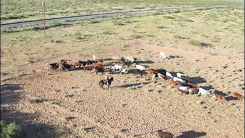 Part 2 of 4 Stockmanship 101