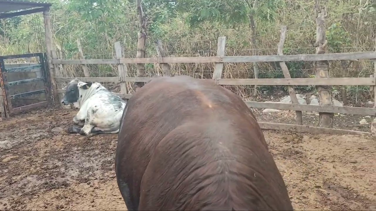 Becerros de engorda ••||•• conversión alimenticia de 1.5 kilos por día.