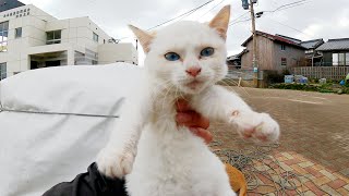 【猫島】先輩猫から愛されまくる天使のように可愛い子猫ちゃん