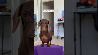 Do you like his swim suit? 🏊🏊‍♀️🏊‍♂️ #swimsuit #fitcheck #haul #dachshund #sausagedog #cutedog