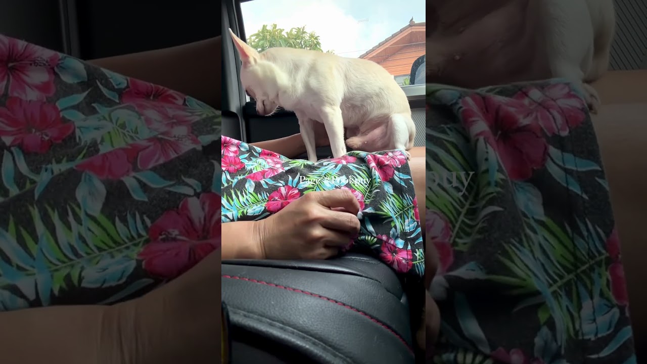 lovely #dogs #love #dogsofinstagram#beautiful #dog#instagood #puppy #cute #dogstagram #Short videosk
