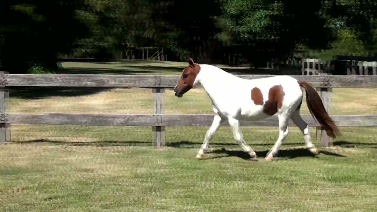 Lote 21   Xavante do Sarandi