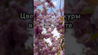 Видео на канале ☝️#сакура#будапешт#рыбацкийбастион#будапештвлог#венгрия