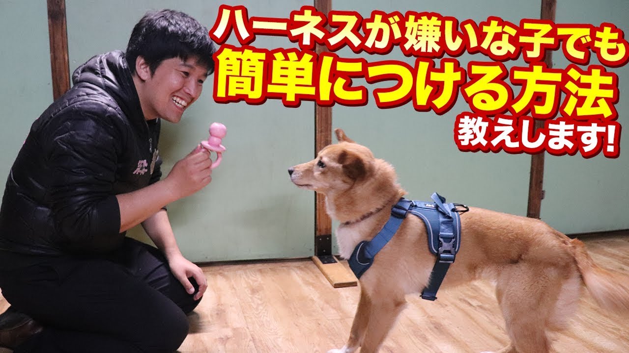 ハーネス誰でも簡単装着 愛犬がハーネスを嫌がってうまくつけられないという悩みを解決します これでワンちゃんとのお散歩も楽しくなるはず Youtube