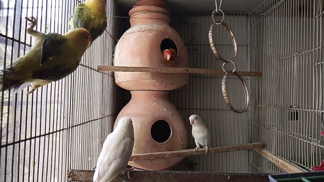 Lucky Lovebirds daily amazing moments forever 🥳🦜🐦🕊️