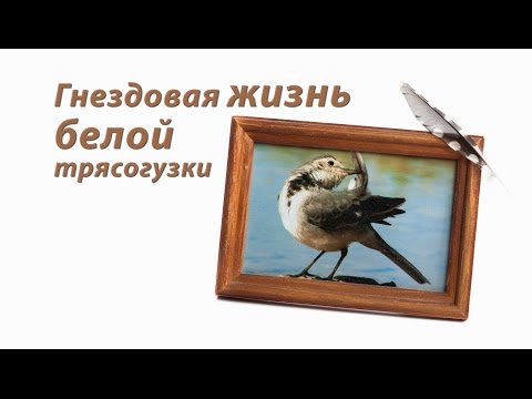 Жизнь белой трясогузки