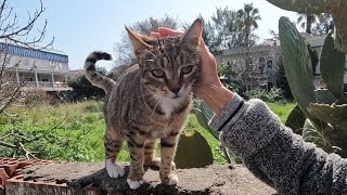 Pregnant cat that came to me by jumping from the bushes was so hungry