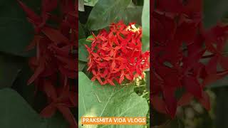 ଆମ ଗାଁ ଘର ଫୁଲ ବଗିଚା | Our Flower Garden  village villagelife flowers shorts ytshorts odisha