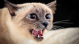 Mother Cat Calling For Her Kittens Sound Effect | Mom Cat Voice