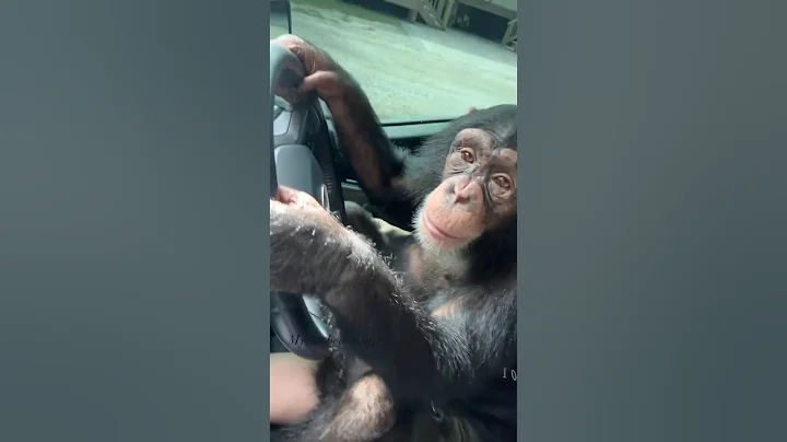 Tara loves to pretend drive🖤🦍 #monkey #chimpanzee #animals #baby #chimp
