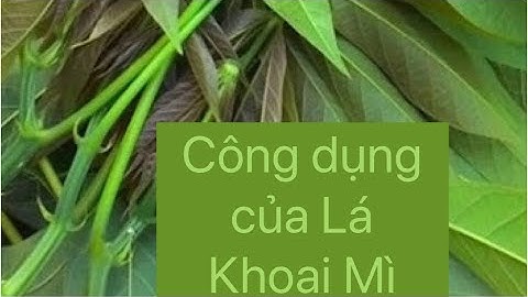 Lá sắn( Lá khoai Mì) và các tác dụng đối với sức khoẻ/ Lá khoai mì món ăn đặc sản người Cơ Tu