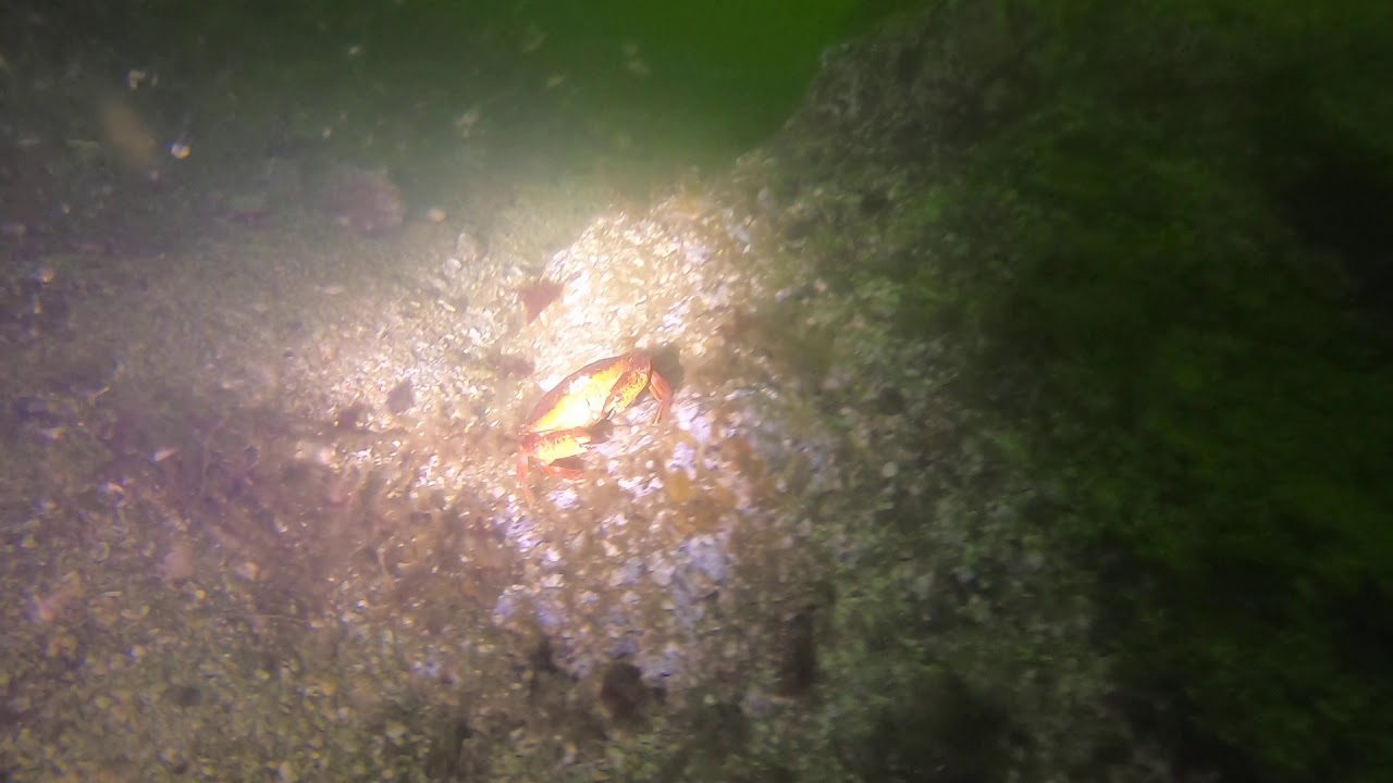 Puget Sound Diving: Rockaway Beach