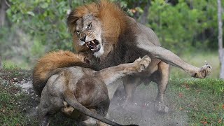 ⁣Kings of Lions *AMAZING* National Geographic Documentary 2020