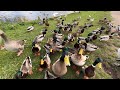 Super green head ducks cute