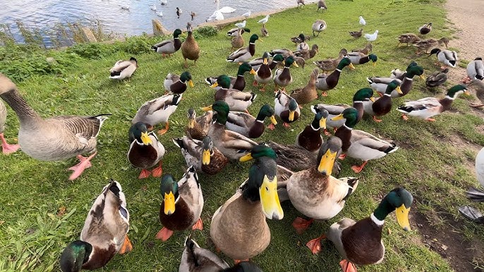 Diving ducks in distress may need our help this winter