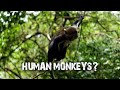 Human Monkeys? BOABENG-FIEMA MONKEY SANCTUARY in Ghana | 4K Video | Sony a6000