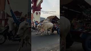 Gerobak Sapipedaticikar