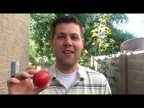Videó: Mi az a Heatmaster Tomato – Információ a Heatmaster Tomatoesről