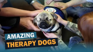 Amazing Therapy Dogs | Talkin' Dogs | CKC