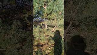 #uk #nature #lake #життя #ukraine #відеодня #like #usa #youtube #ytshorts #youtubeshorts #yt #upsc
