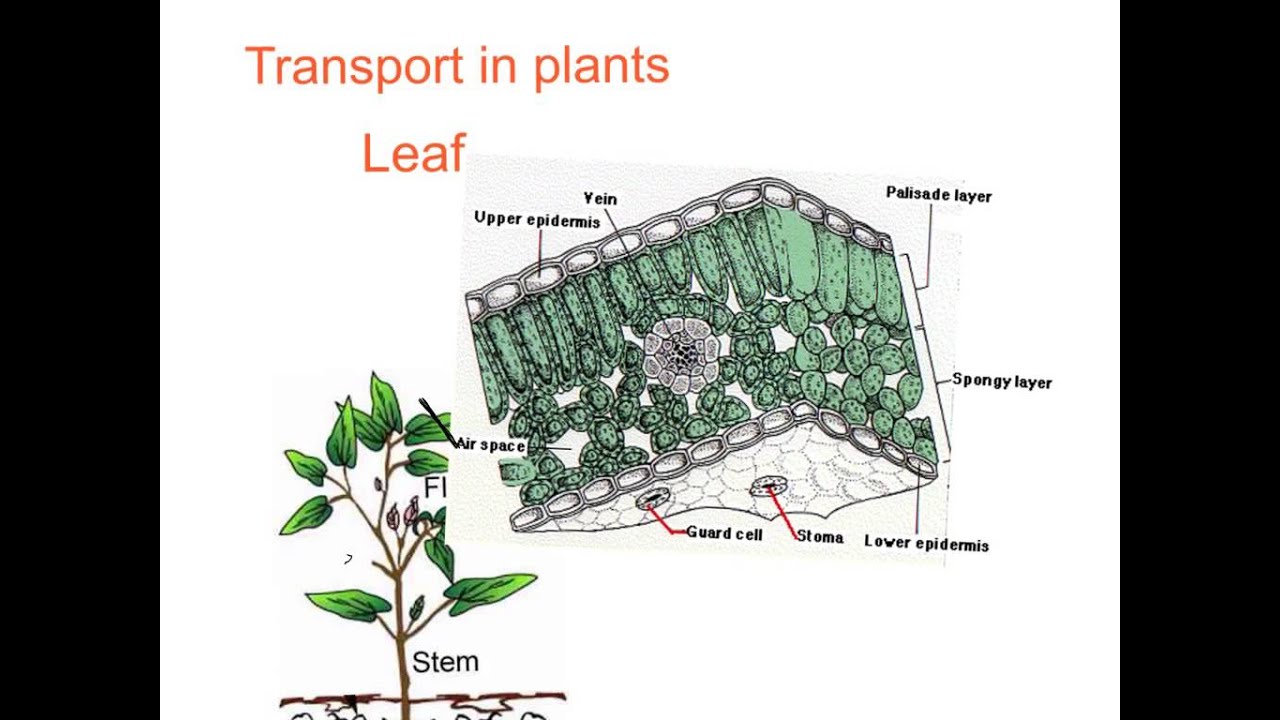 GCSE transport plant YouTube