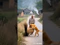 Homesick memories, my rural life, folk stories, boo absurd videos