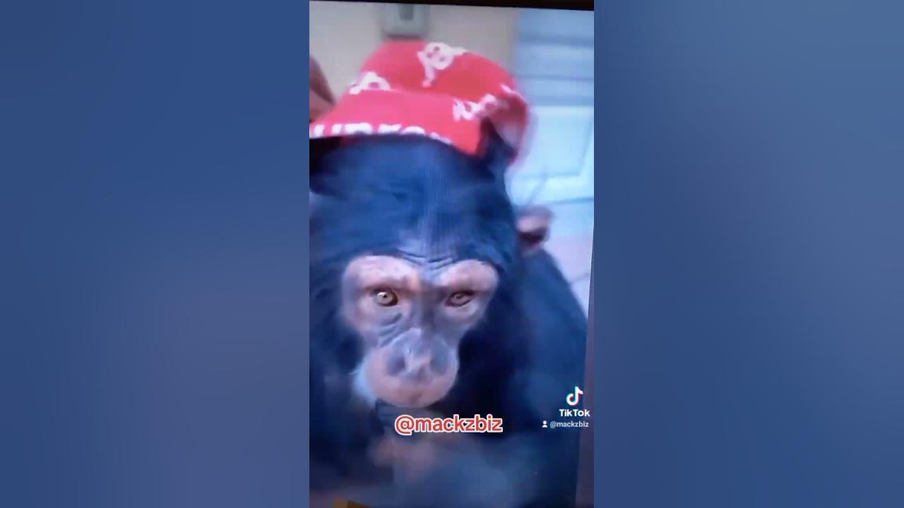 when animals act like humans #shorts #comedy #viral #animals #monkey #