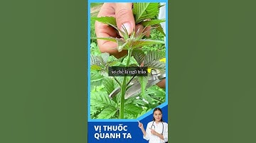 Cây Ngũ Trảo có tác dụng gì  ? #health #chămsócsứckhoẻ #sốngkhỏe