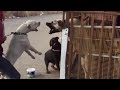 Kangal vs Dogo Argentino vs Rottweiler - Royal Rumble of the Dogs