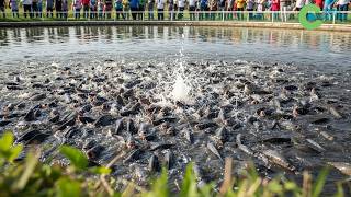 The Appearance Of This Fish Species Has Caused The DISAPPEARANCE OF NATIVE FISH IN BRAZIL