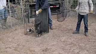 Jager Pro Hog Trapping  Texas