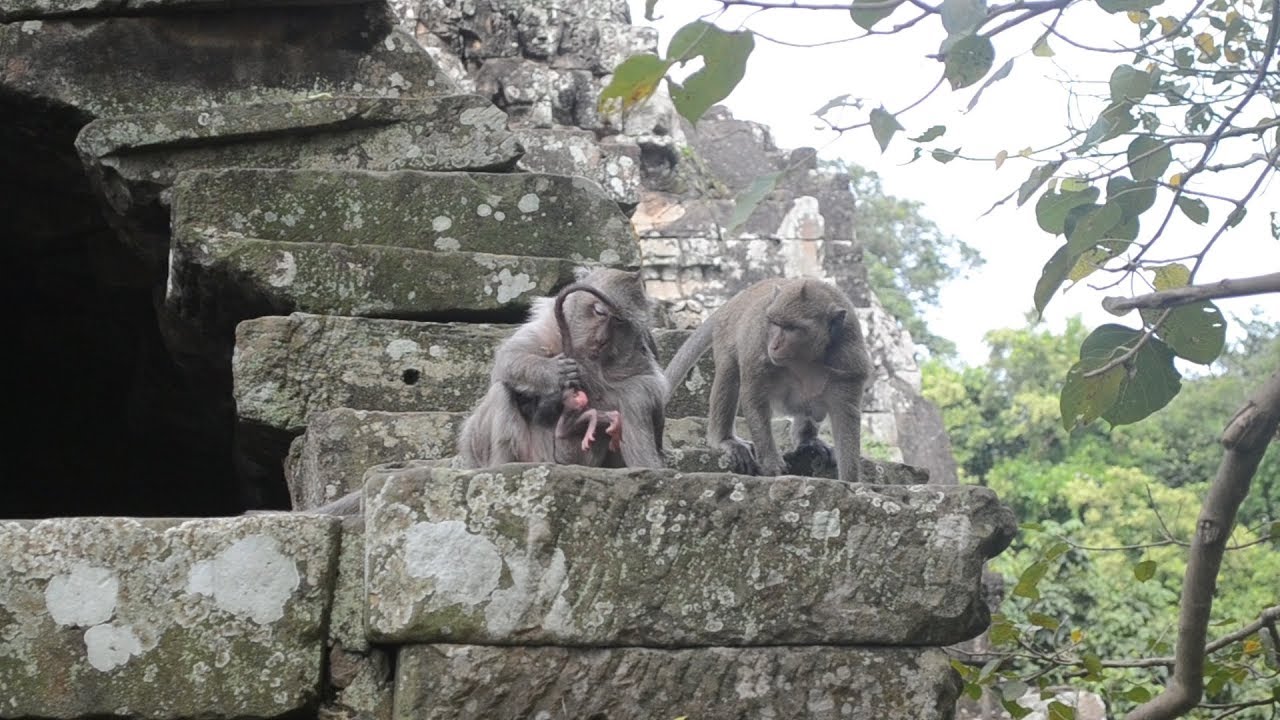 Tima with baby monkey Timo / Timo very cute baby monkey / Monkey post