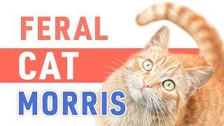 Feral Cat | Morris by Lucky Meow 49 views 2 years ago 1 minute, 26 seconds