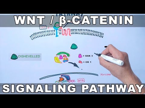 Video: Wnt / β-katenin Signalizacija Kod Raka Jajnika: Uvid U Njegovu Hiperaktivaciju I Funkcioniranje U Tumorigenezi