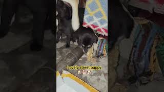 subscribe and like for street dogs help 🐕🐶🐕