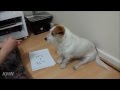 Jack Russell Terrier dog doing Maths