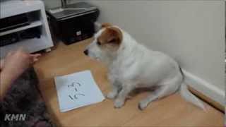 Jack Russell Terrier dog doing Maths