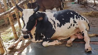 Gabtoli Gorur Haat 2018 Gorur Daam গবতল গরর হট দম কমন? Haat Haat Bangladesh Hhbd