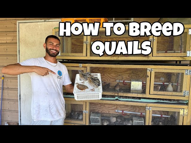 Quail Farming Operation Update! INCREDIBLE! class=