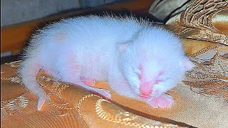 I took the Newborn baby Kitten out of the box. A cute kitten is meowing