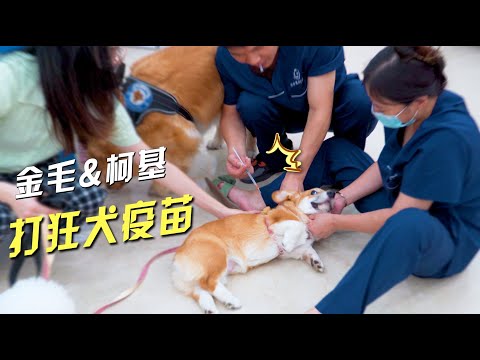 金毛和柯基组队去打狂犬疫苗，没想到遇到了高手医生！