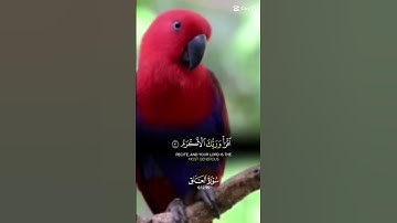 تلاوت سورة العلق ۔ #القرآن_الكريم #allah #tilawat #قرآن #قران #subscribe