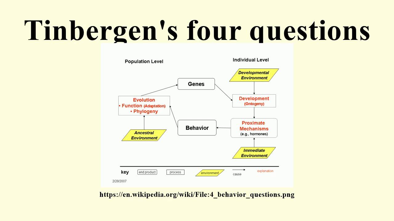Tinbergen's four questions - YouTube