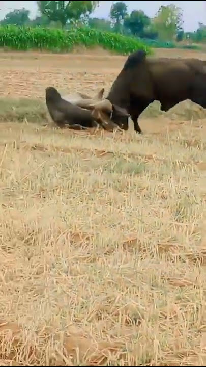 Kankrej bull fight